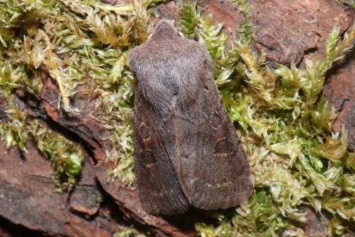 Réf. 201 559 : Orthosia populeti